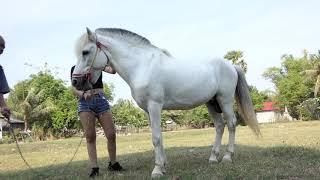 Girl Training Her Horse At Farm Training horse | Beautiful Mustang Horse Breed in Farm House