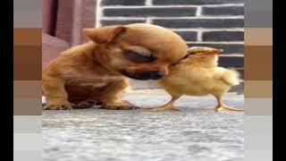 Puppy and little chicken