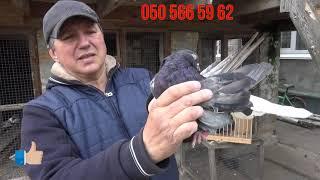 Продам голубей.