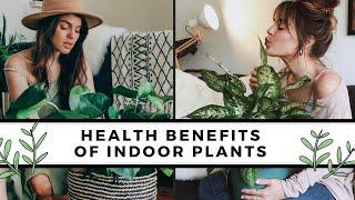 Best Air Purifying Indoor Plants | Surprising Health Benefits Of HousePlants