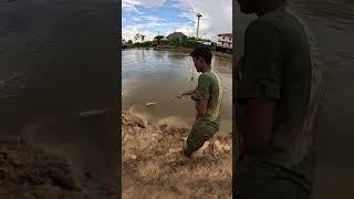A cast net fishing traditional trap in the village# shorts