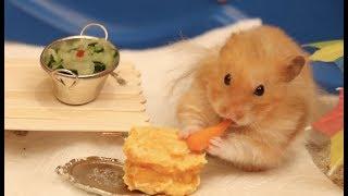Making Tiny Things For Our Hamster 2
