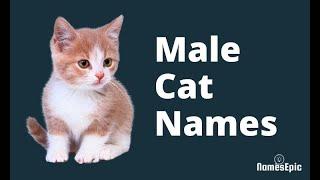 20 Best Male Cat Names | Boy Cat Names | Top Cat Names