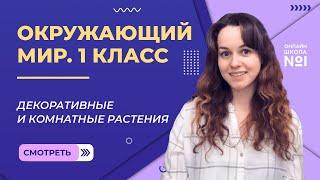 Видеоурок 4. Декоративные и комнатные растения. Окружающий мир 1 класс