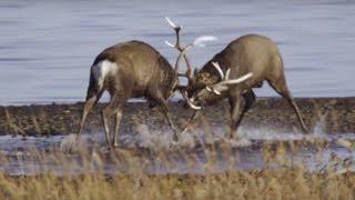 Deer Battle For Dominance | Wild Japan | BBC Earth