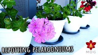 How a rude nun got me obsessed with Pelargoniums  - Repot with me