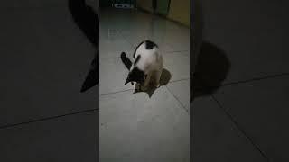 kucing lucu #vlog #ngapak