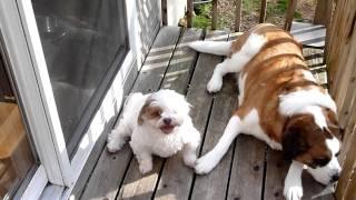 Saint Bernard & Lhasa Apso Holding Hands Like An Old Married Couple