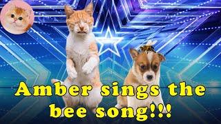 My Dog Stepped on A Bee @FunnyCatsHome | AGT 2022 (Americas Got Talent, Amber Heard, Johnny Depp)