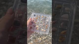 Collecting little sea shells and rocks