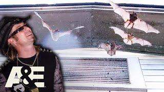 Top 3 Biggest BAT Battles | Billy the Exterminator | A&E