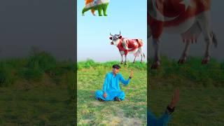 bakra lari bado badi ||#bakramandi #bakraeid2025  #badobadi