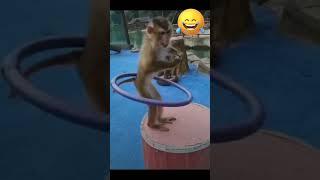 March 1, 2024/Monkey funny viral video#monkey#monkeydance  #monkeyvideos #monkeyfun #animals #shorts