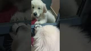 tamil happy bgm puppy cute reaction #shorts #trending #viral #tamil bgm #milolia