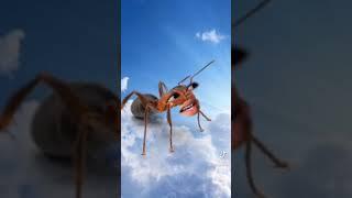 Drama Insect (Part 2)