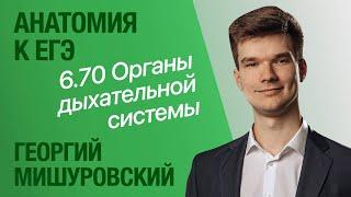 6.70. Органы дыхательной системы | Анатомия к ЕГЭ | Георгий Мишуровский