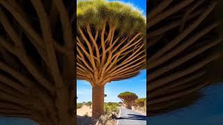 beautiful nature tree art