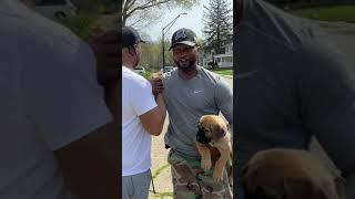 Exotic Boerboels African Mastiff Breeders!