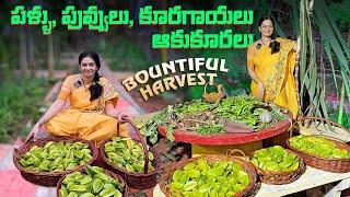 Bountiful Harvest/ చిన్న షాపు పెట్టుకోవచ్చు  మన హార్వెస్ట్ తో  @MADGARDENER