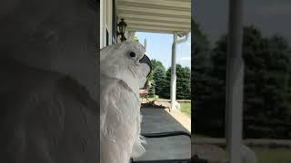 Cockatoo hanging out on a windy day