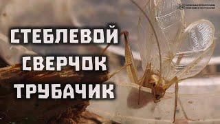 Стеблевой сверчок обыкновенный. Трубачик обыкновенный. Крымский сверчок. // Clever Cricket