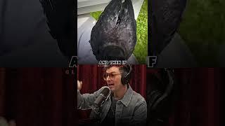 Joe Rogan reveals how to own a Crow