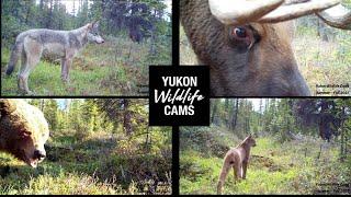 Single camera, five month wildlife compilation