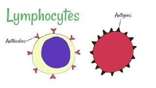 Cell Defence: Lymphocytes and Phagocytes