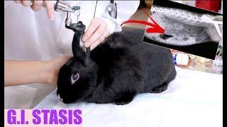 What is G.I. Stasis in Rabbits? | The Silent Killer