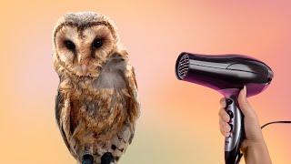 Owl Diary 73 Hairdrying a wet owl and why is Ryan excited and overwhelmed by the plan for March 2025