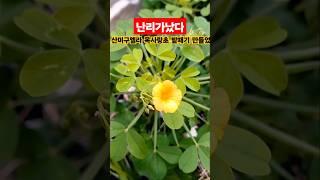 @구름이네힐링가든  산미구엘라사랑초 일냈다 언니가 주신거 #나훈아 #자네