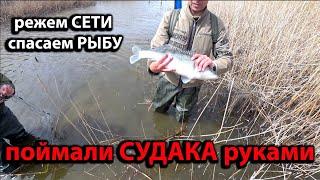 Рыбалка мечты! Поймали судака руками! Режем сети, освобождаем рыбу! Попали на жор крупной тарани.