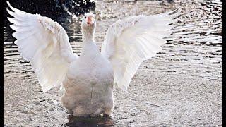 Eine Ent-Täuschung befreit dich von einer Illusion!  Und was eine Gans damit zu tun hat 