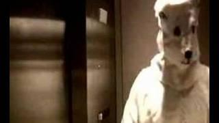 Polar Bear Rappin' on Elevators!