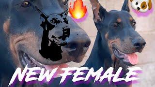 New UPDATE Dobermans