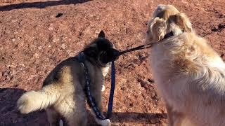 Naughty American Akita Puppy Pulling & Biting Dog Leash Attached To Her Golden Retriever Brother