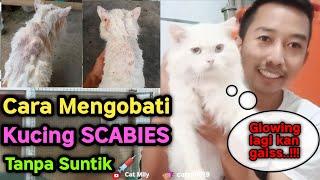 Cara Mengobati Scabies Kucing Tanpa Suntik