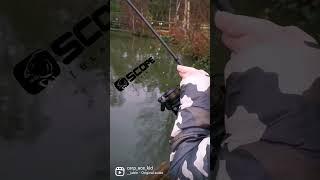 @fishwithace Nash scopes 6ft in action 2023 winter carp fishing #shorts #sports