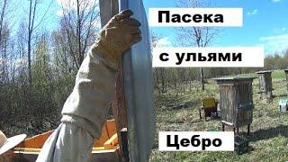 Снова на пасеке с настоящими ульями Цебро