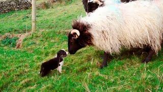 Man's Best Workmate - Border Collie puppies | Big Week on the Farm | RTÉ One