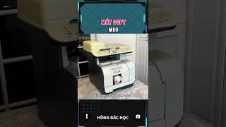 máy coppy mèo 