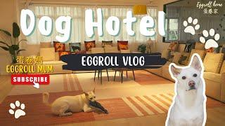 Dog Vlog︱香港狗狗好去處︱ 港島區狗狗酒店︱狗狗住宿︱Dog Hotel︱Dogcation