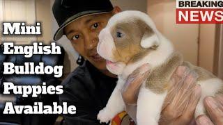 Top Quality Mini English Bulldog Puppies For Sale️