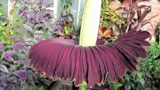 Расцвёл самый большой цветок в мире Amorphopallus titanum flowering!