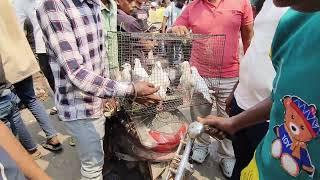 Kolkata pigeon market #pigeon #bird #pigeonlaver #pigeonlaver