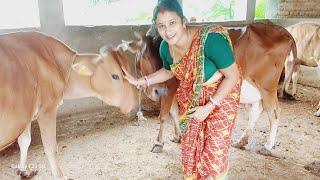 kalyani  vlogs is live