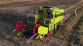 Veldbonen dorsen | Harvesting field beans | Claas Cosmos | Claas Lexion | Ackerbohnen dreschen