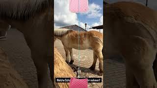 #pferdesport #horse #equestrianjourney #equestrian #pony #pferde #pferdetraining #schabracke