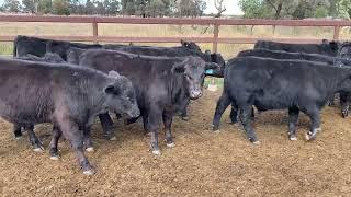 Creagh Cattle co EU Angus steers, 270kg. 21/6/24