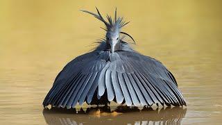 10 Strange Birds You Won't Believe Exist!